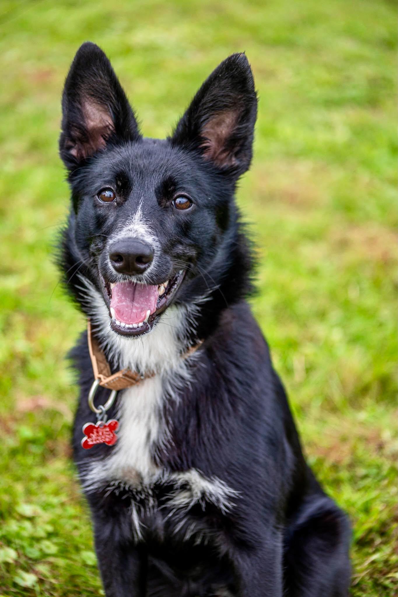 Foxy, Adoptable, Young Female Border Collie.