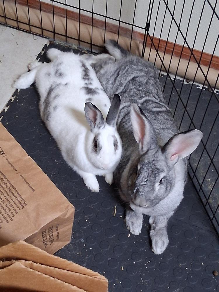 Enlarge Gladys (Bonded to Cupid), a Adoptable English Spot in Longwood, FL image 2/6