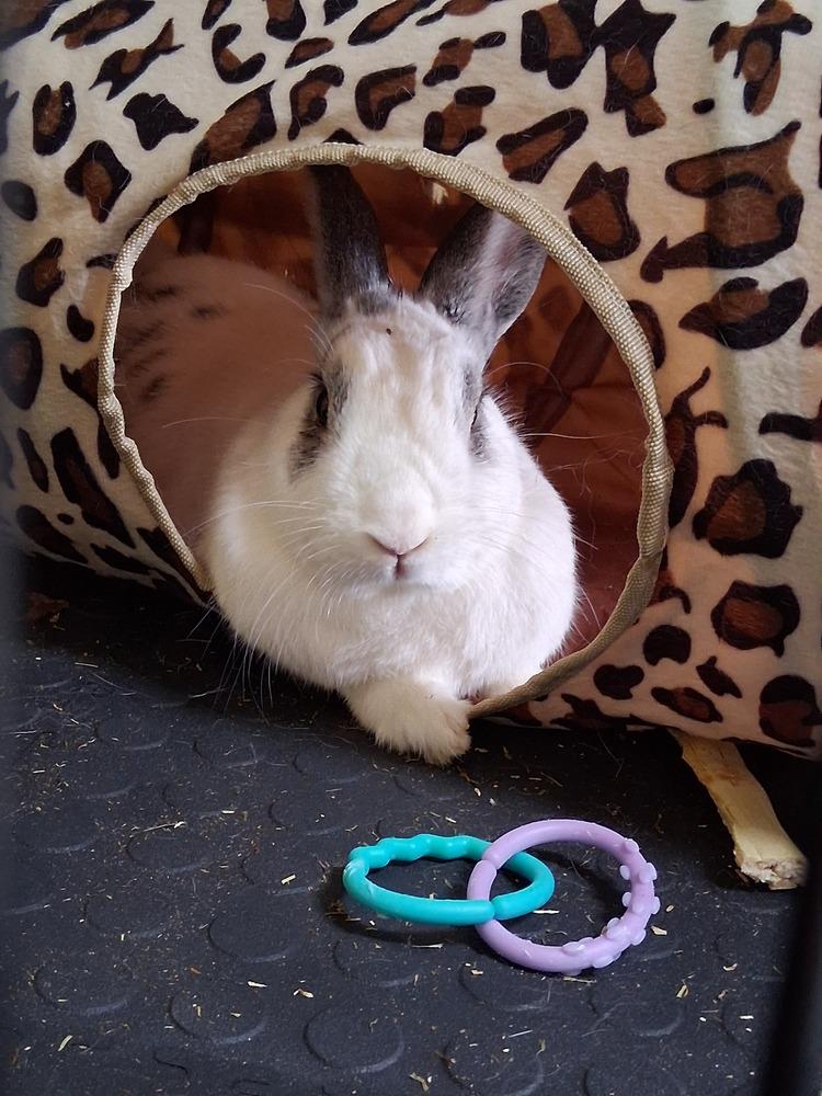 Enlarge Gladys (Bonded to Cupid), a Adoptable English Spot in Longwood, FL image 3/6