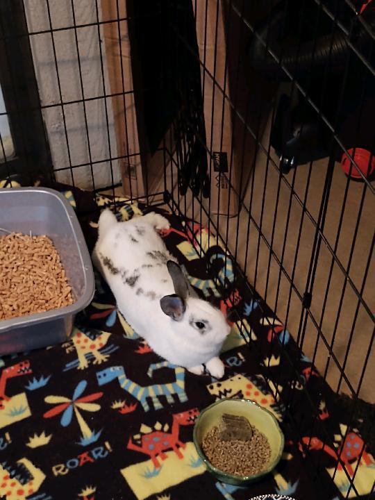 Enlarge Gladys (Bonded to Cupid), a Adoptable English Spot in Longwood, FL image 4/6