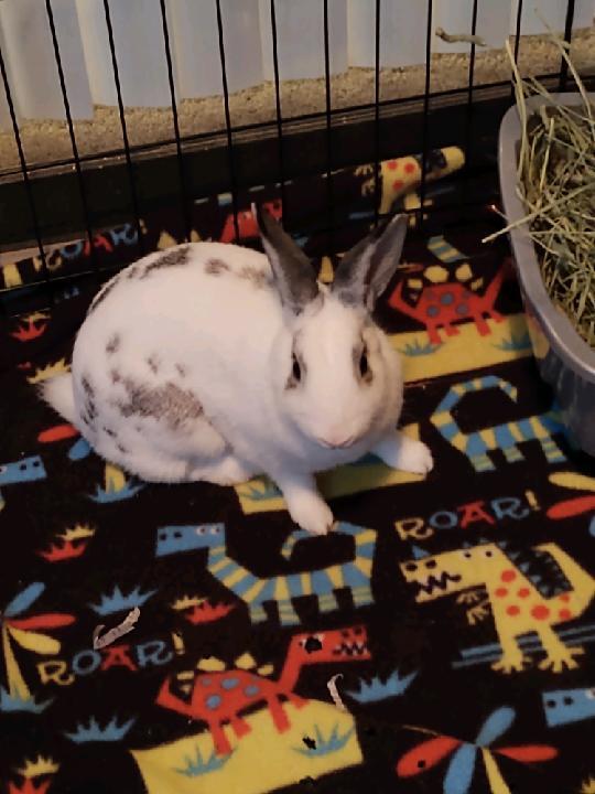 Enlarge Gladys (Bonded to Cupid), a Adoptable English Spot in Longwood, FL image 5/6