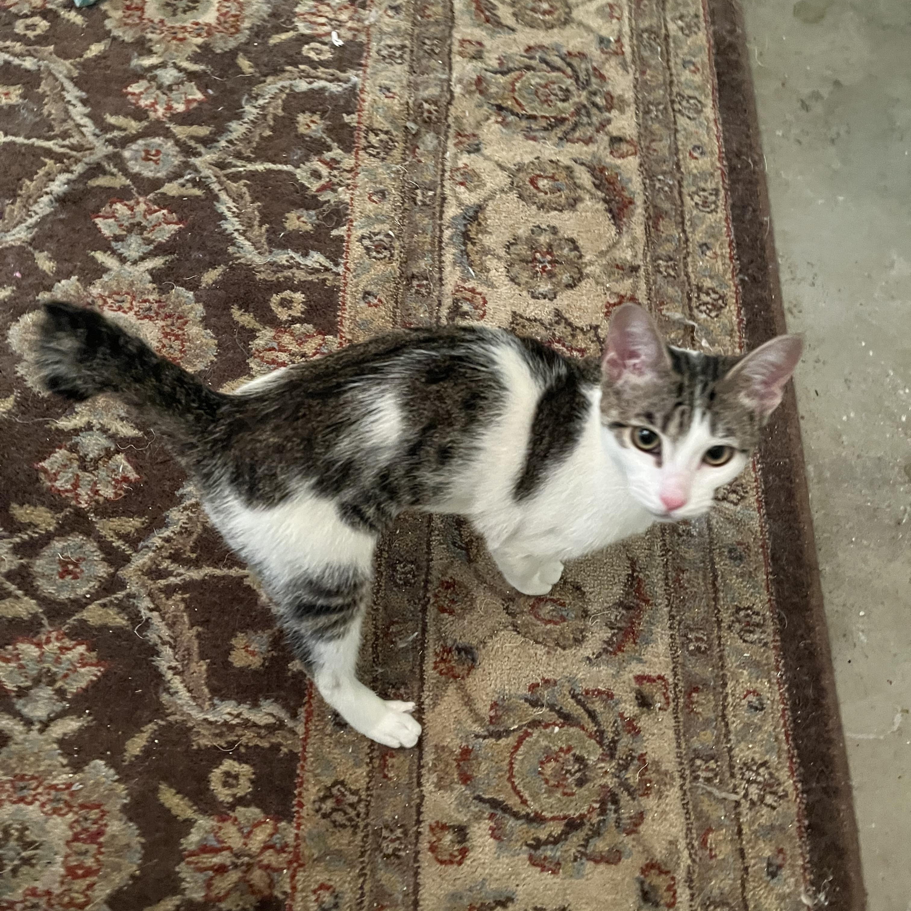 Kirby, a Adoptable American Bobtail in Mobile, AL image 5/5