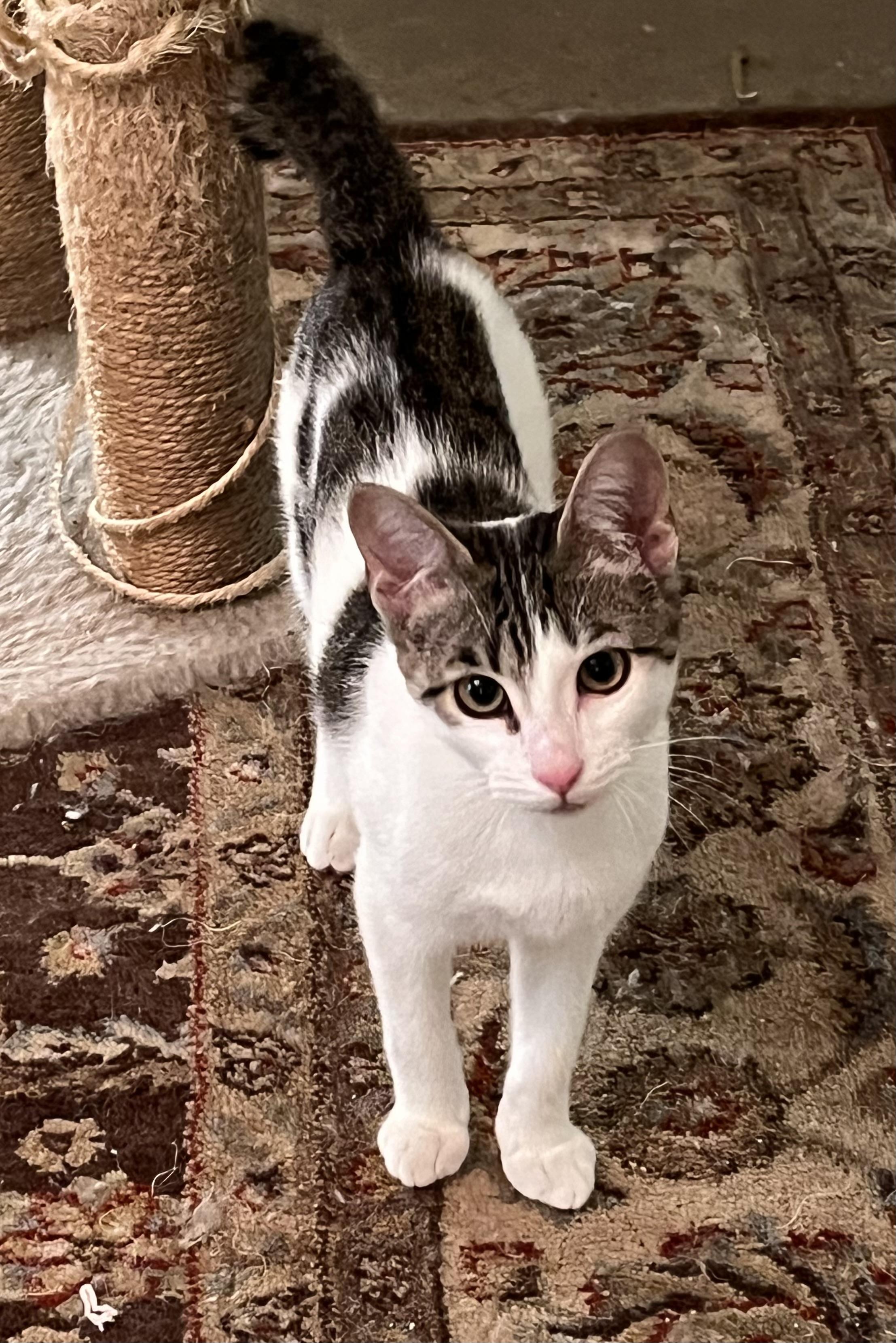 Kirby, a Adoptable American Bobtail in Mobile, AL image 2/5