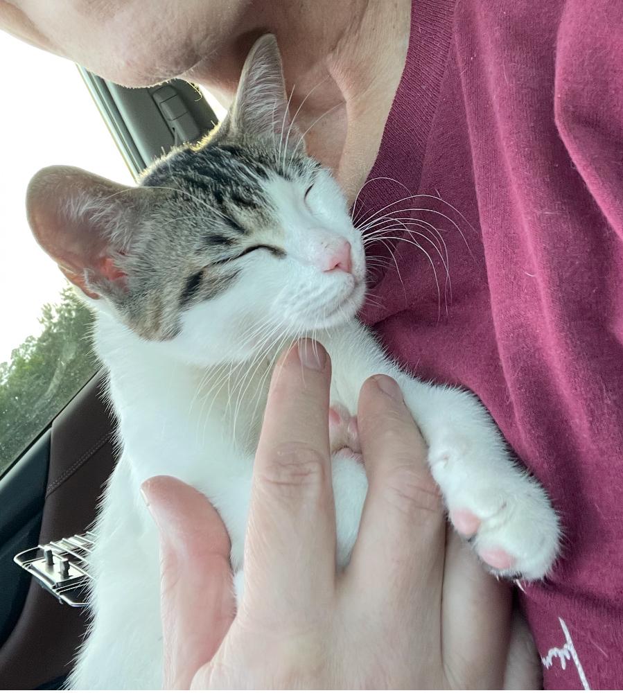 Kirby, a Adoptable American Bobtail in Mobile, AL image 4/5