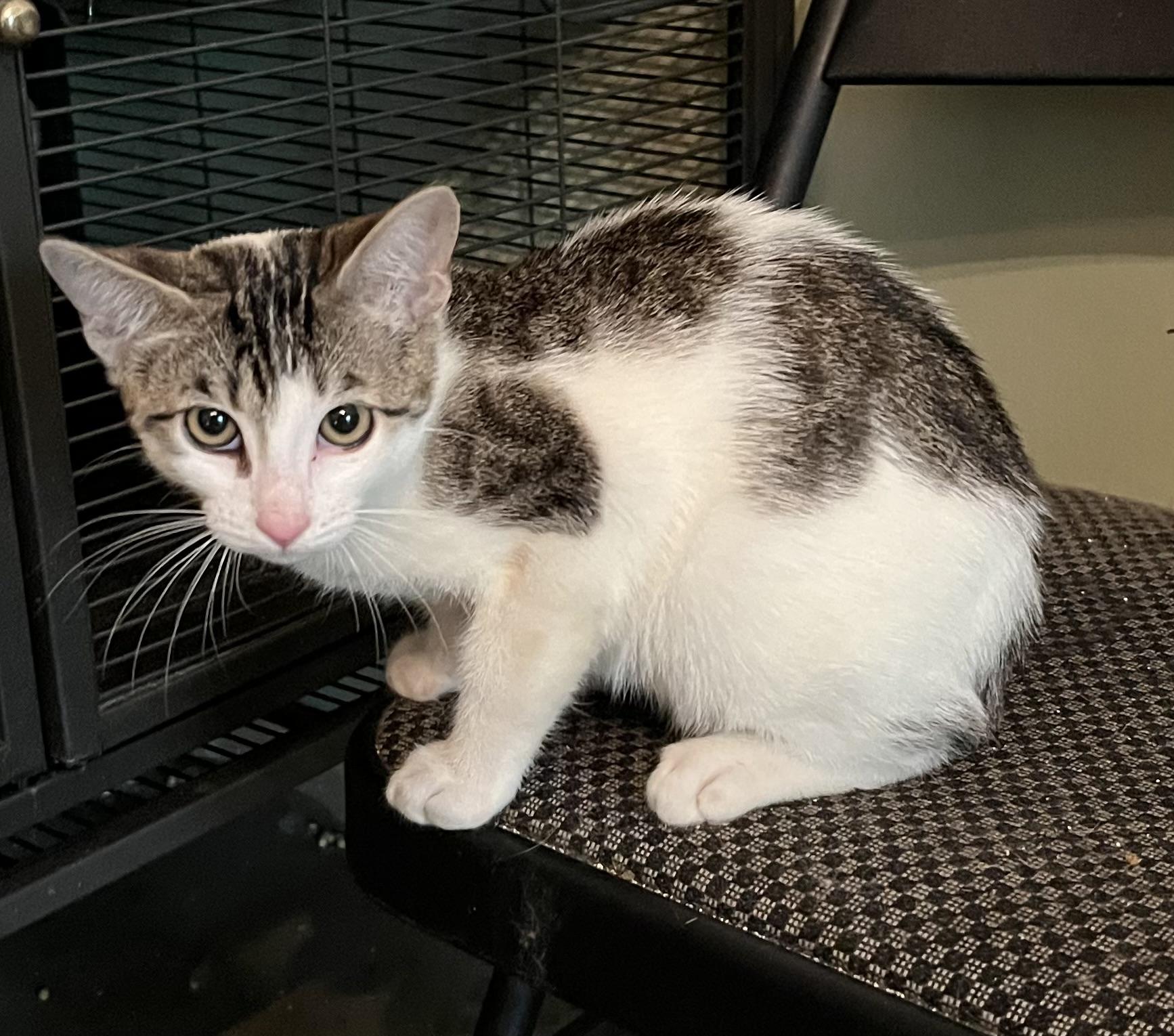 Kirby, a Adoptable American Bobtail in Mobile, AL image 3/5