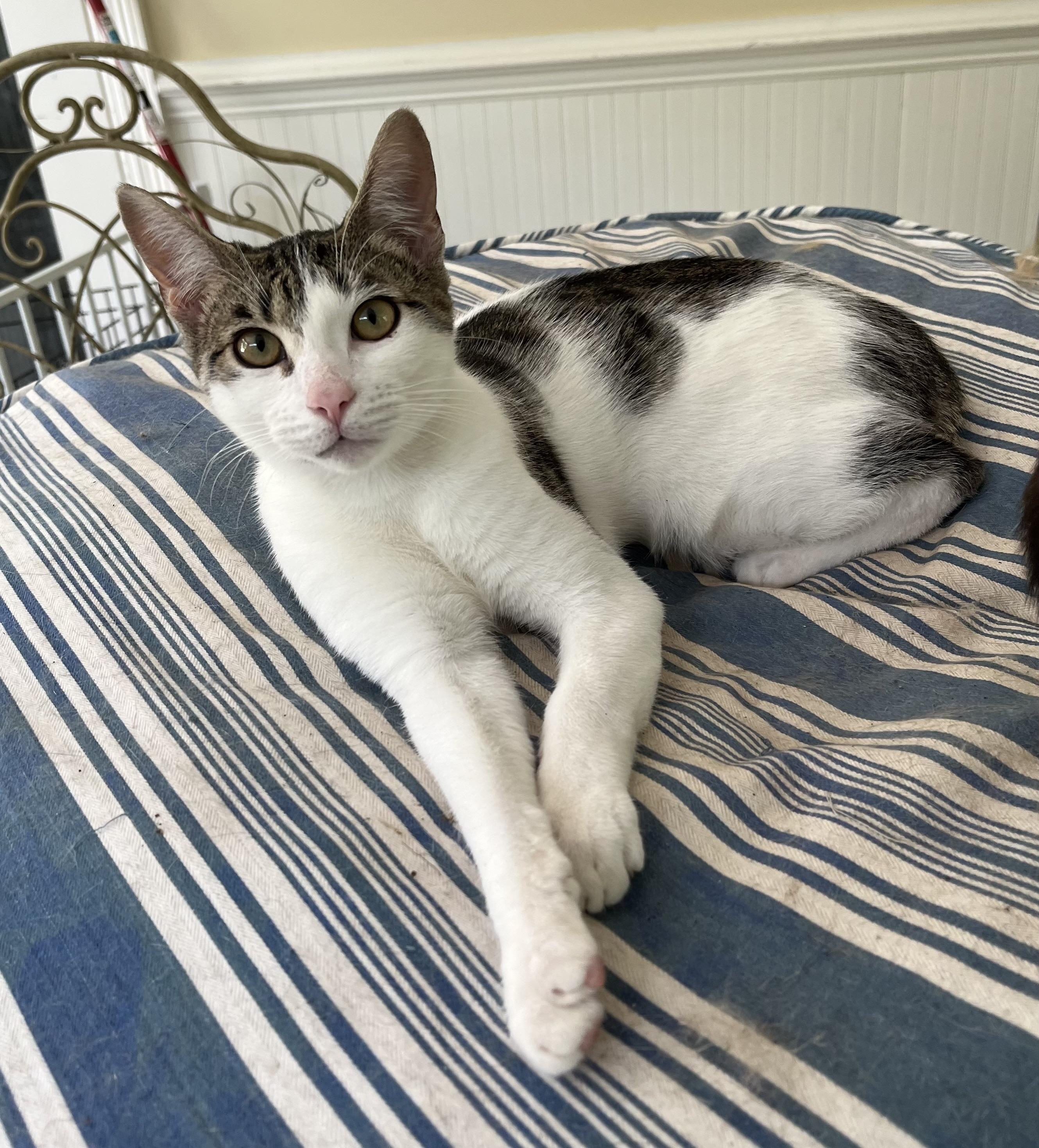 Kirby, a Adoptable American Bobtail in Mobile, AL image 1/5