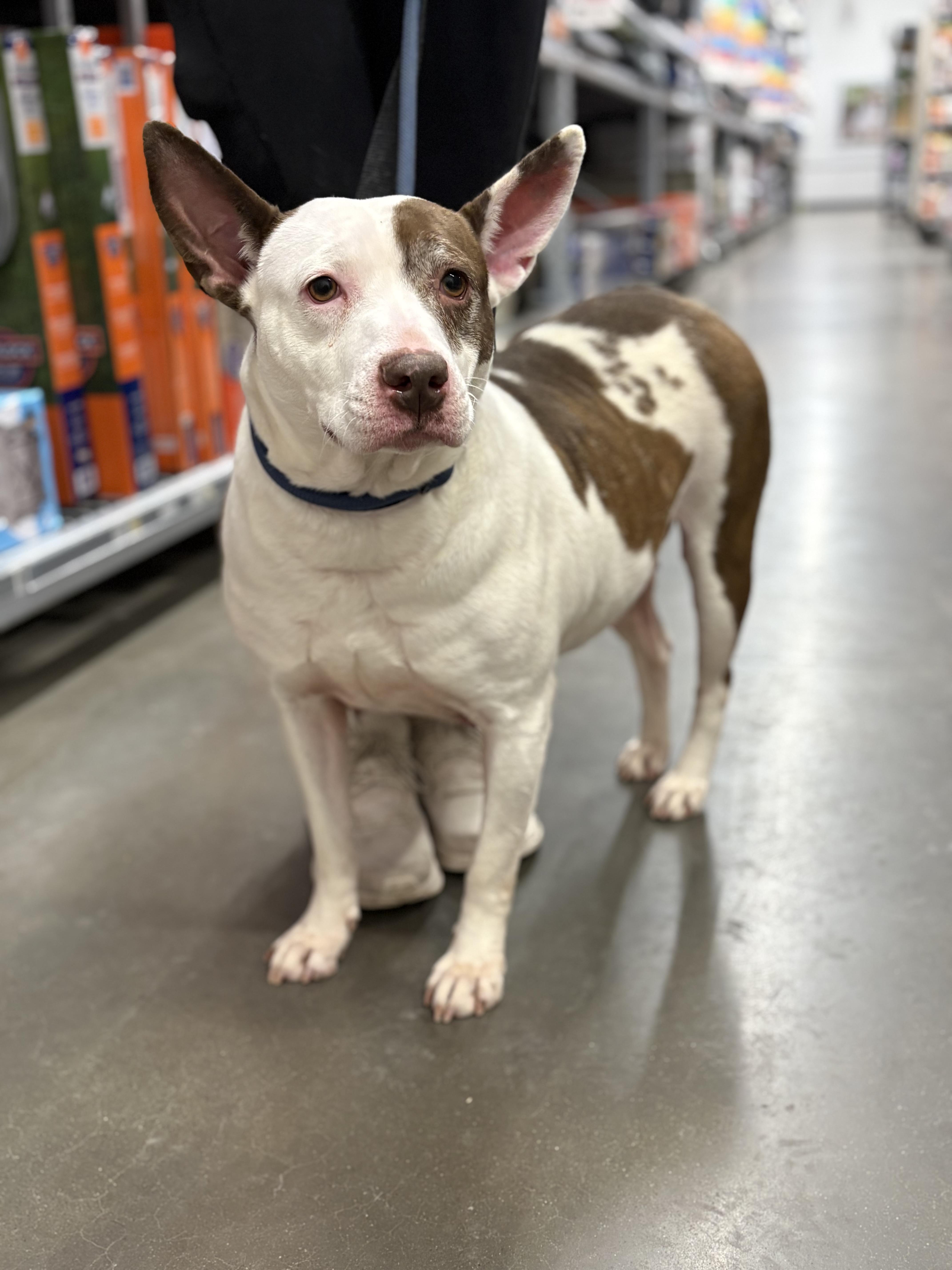 Enlarge Hazel, a Adoptable mixed breed in Zimmerman, MN image 6/6