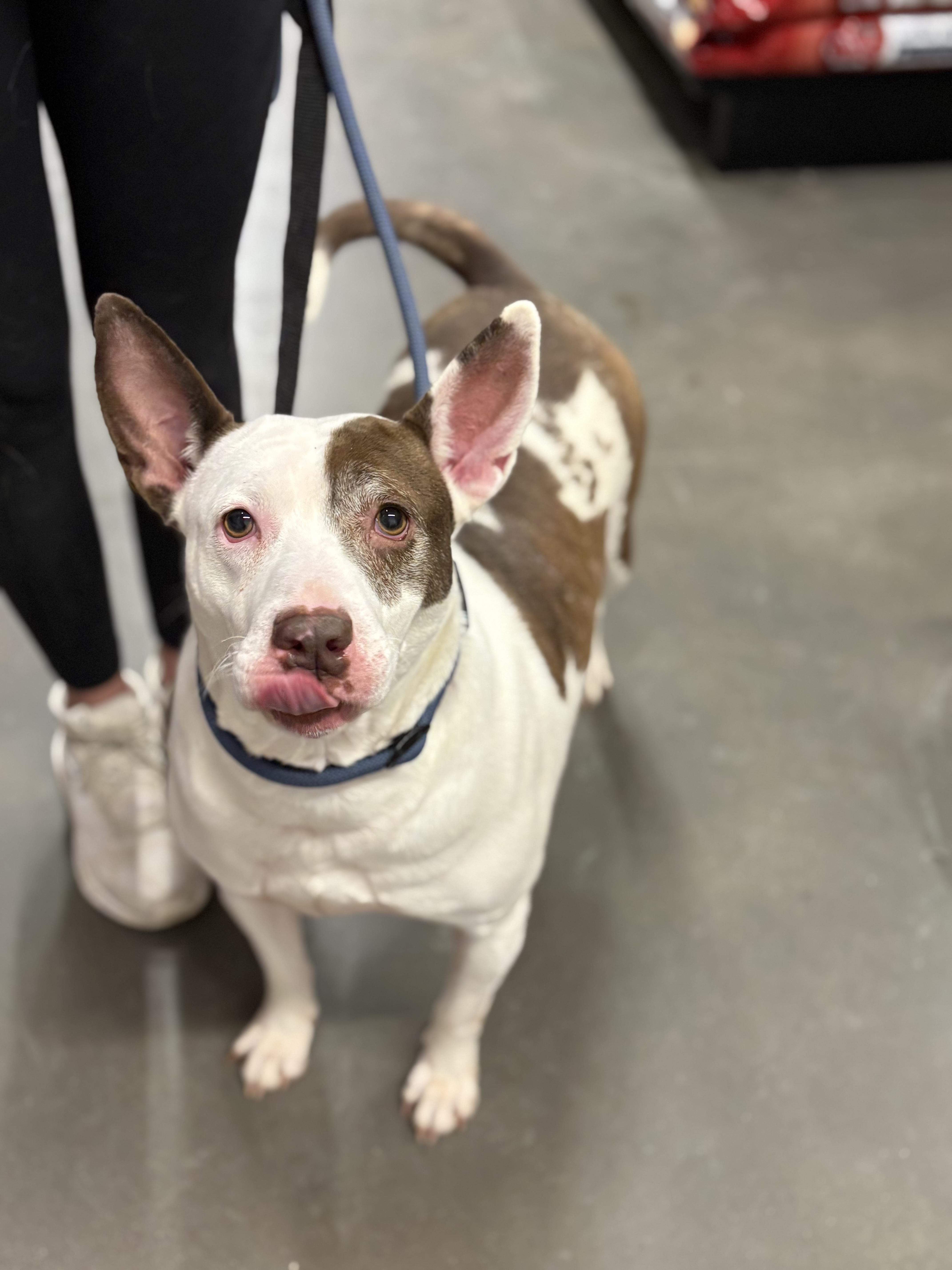 Enlarge Hazel, a Adoptable mixed breed in Zimmerman, MN image 4/6