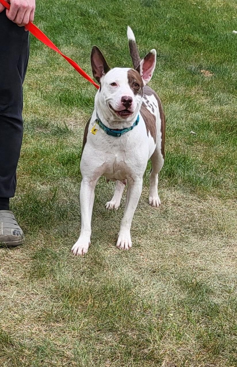 Enlarge Hazel, a Adoptable mixed breed in Zimmerman, MN image 1/1