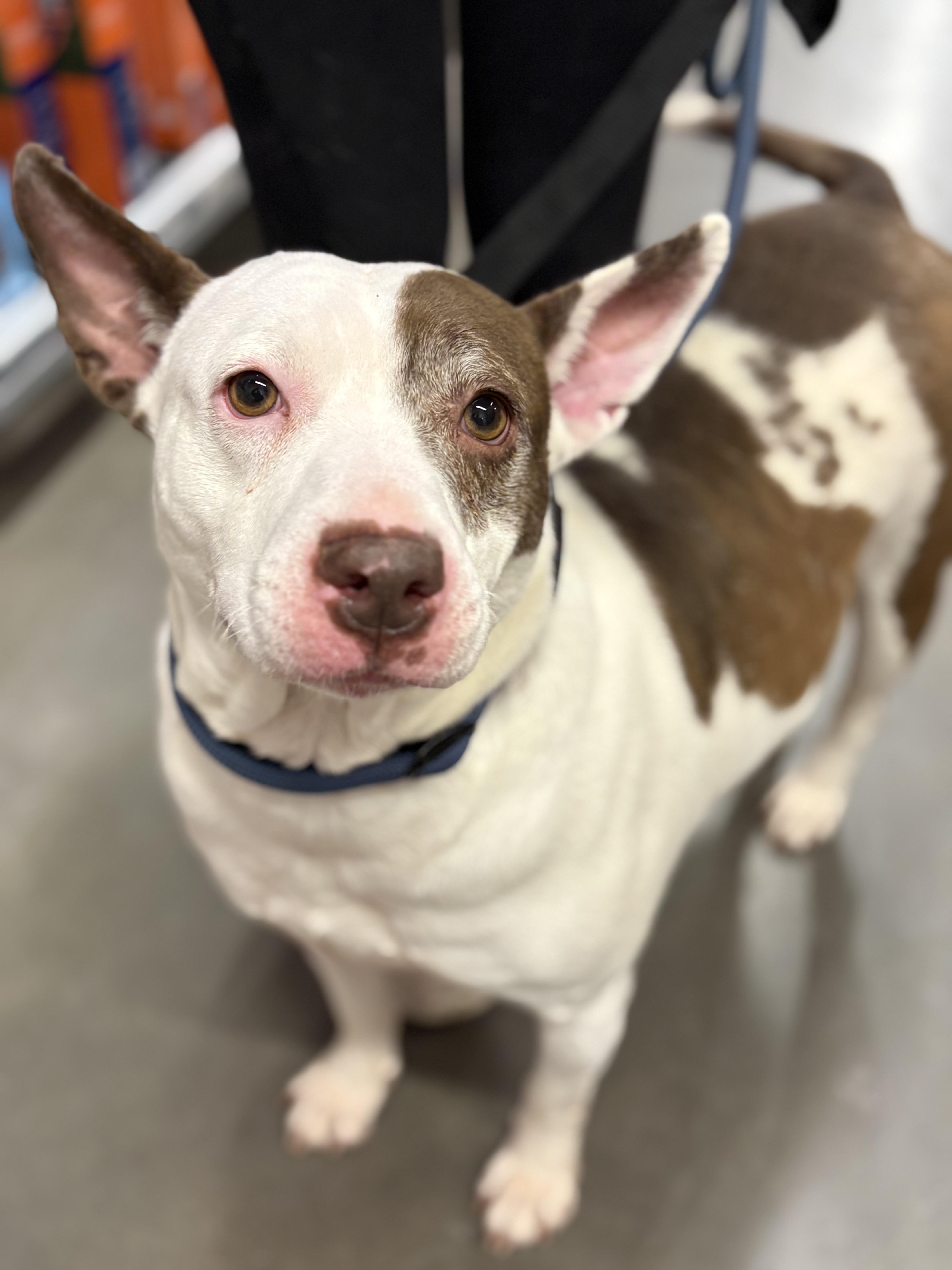 Hazel, Adoptable, Adult Female Pit Bull Terrier.
