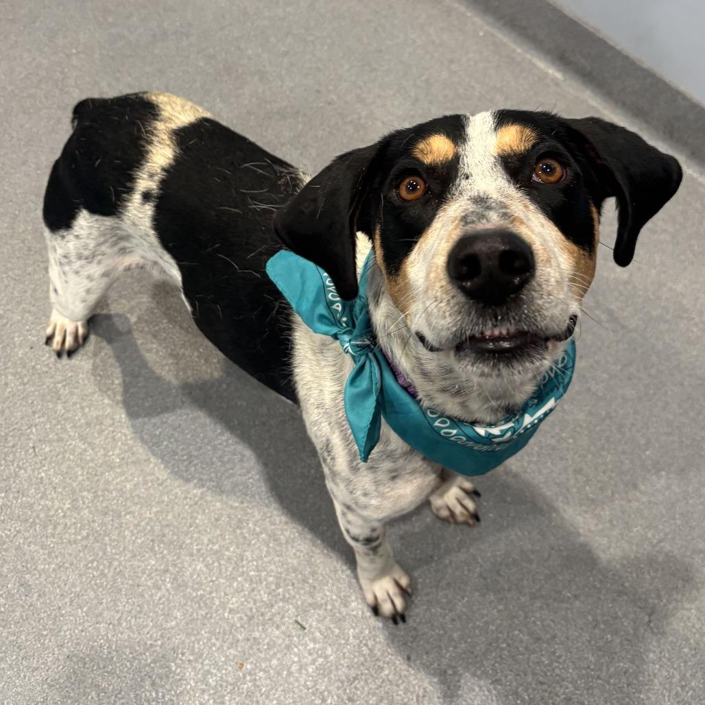 Bob, Adoptable, Adult Male Mixed Breed & Mixed Breed.