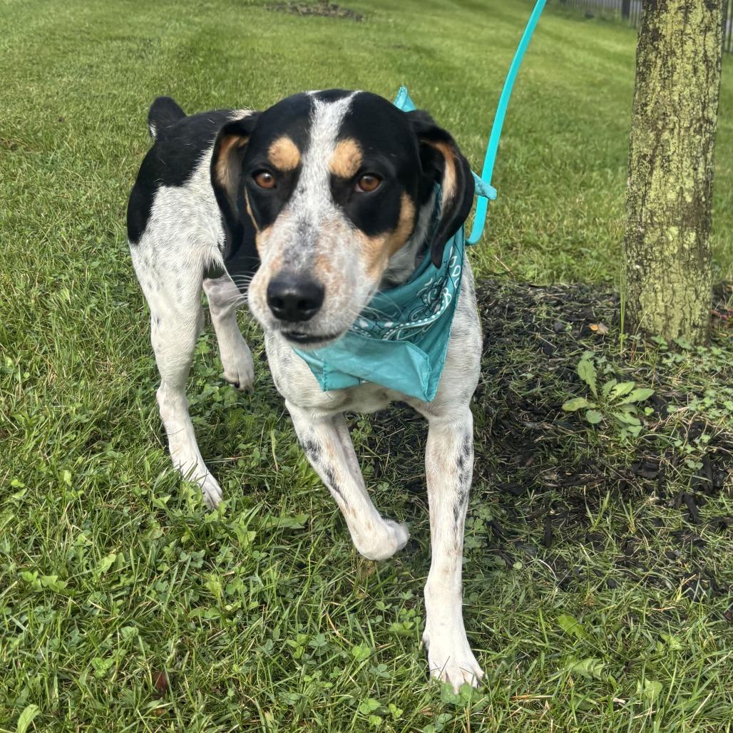 Enlarge Bob, a Adoptable mixed breed in Canal Winchester, OH image 2/3