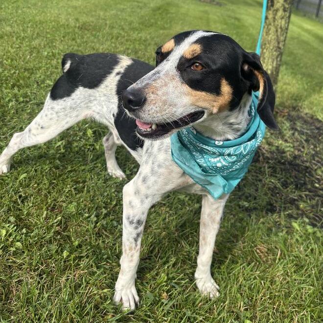 Enlarge Bob, a Adoptable mixed breed in Canal Winchester, OH image 3/3