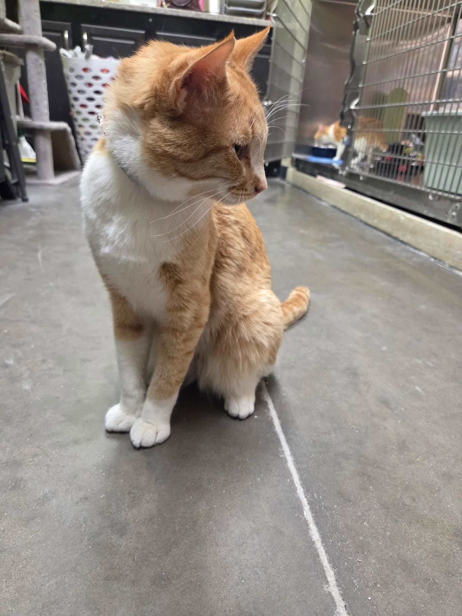 Enlarge Samson, a Adoptable Domestic Short Hair in Chandler, AZ image 1/3