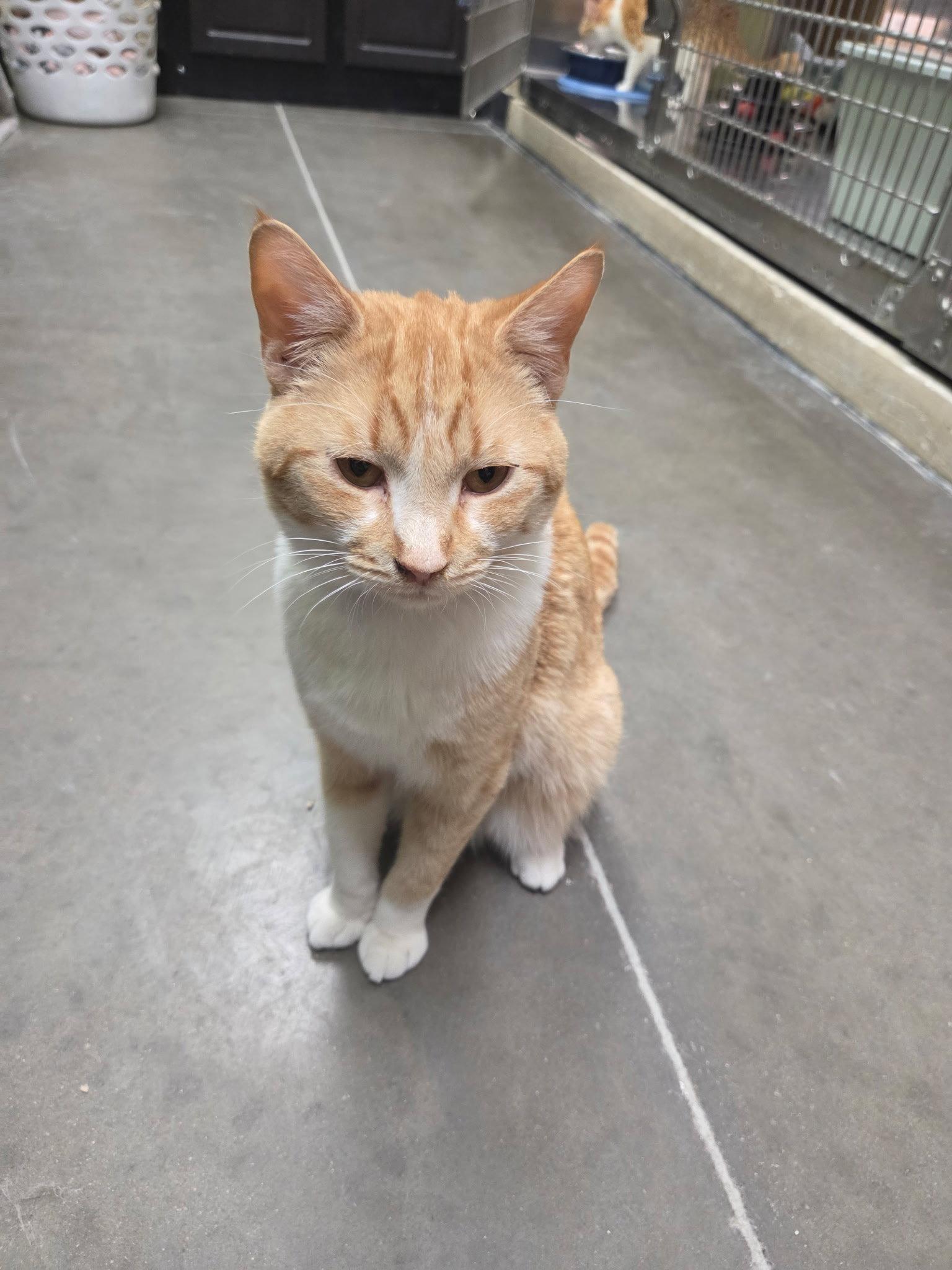Enlarge Samson, a Adoptable Domestic Short Hair in Chandler, AZ image 2/3