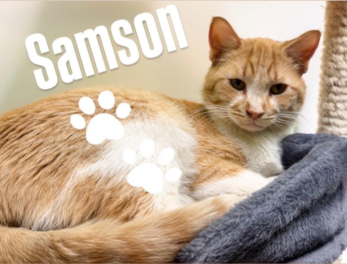 Enlarge Samson, a Adoptable Domestic Short Hair in Chandler, AZ image 3/3