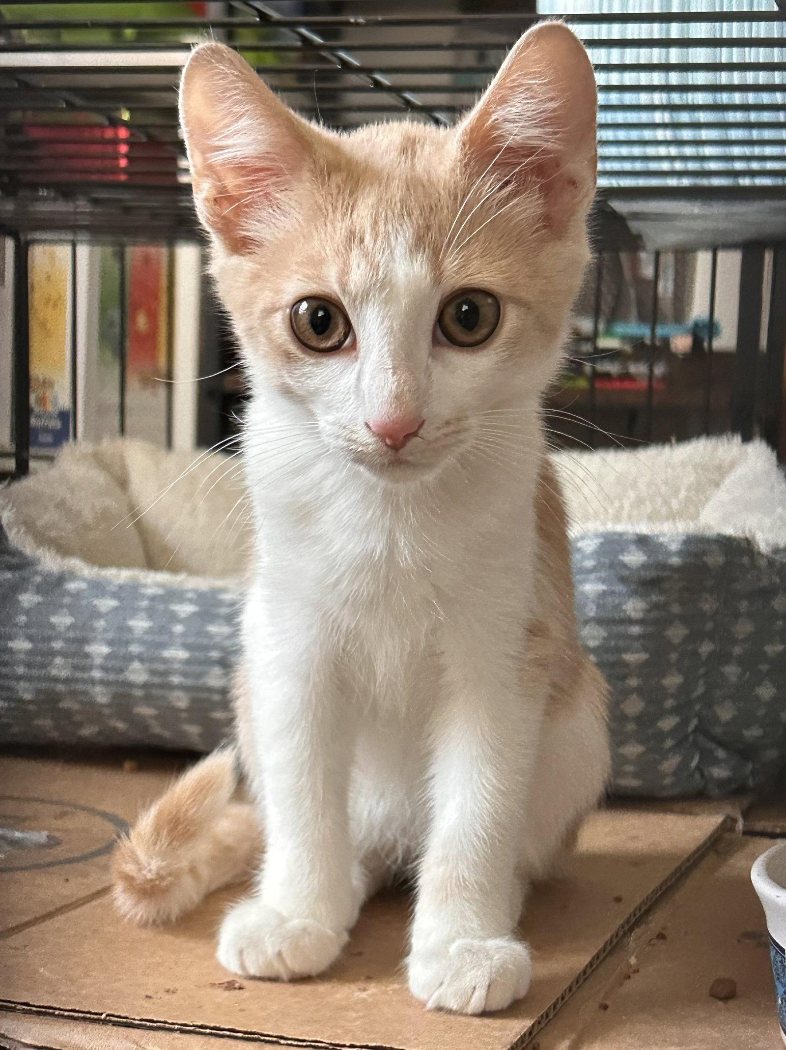 Enlarge Frisco 8427, a Adopted Domestic Short Hair in Locust Grove, VA image 1/1