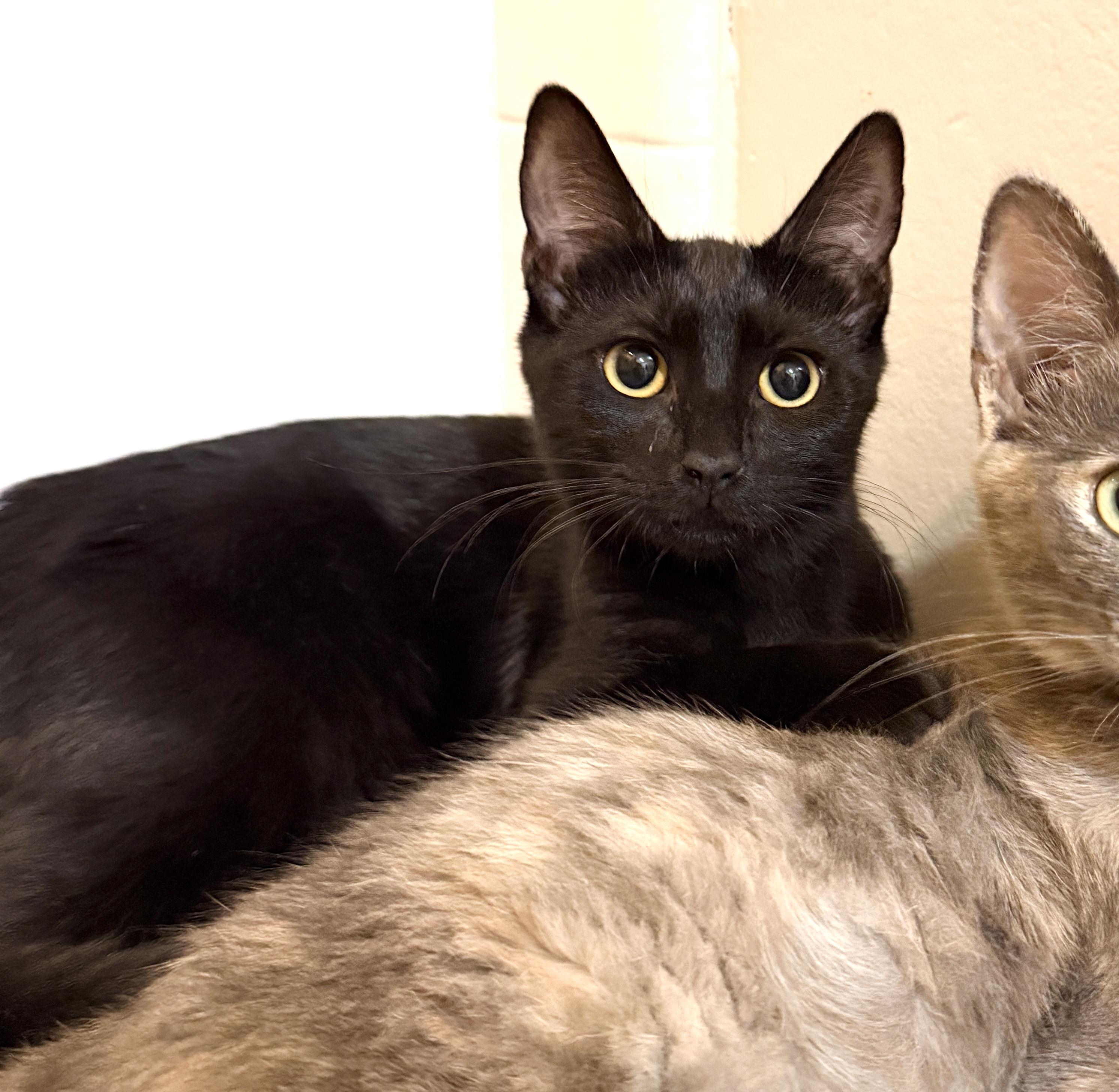 Velvet, a Adoptable Domestic Short Hair in Orange, CA image 2/2