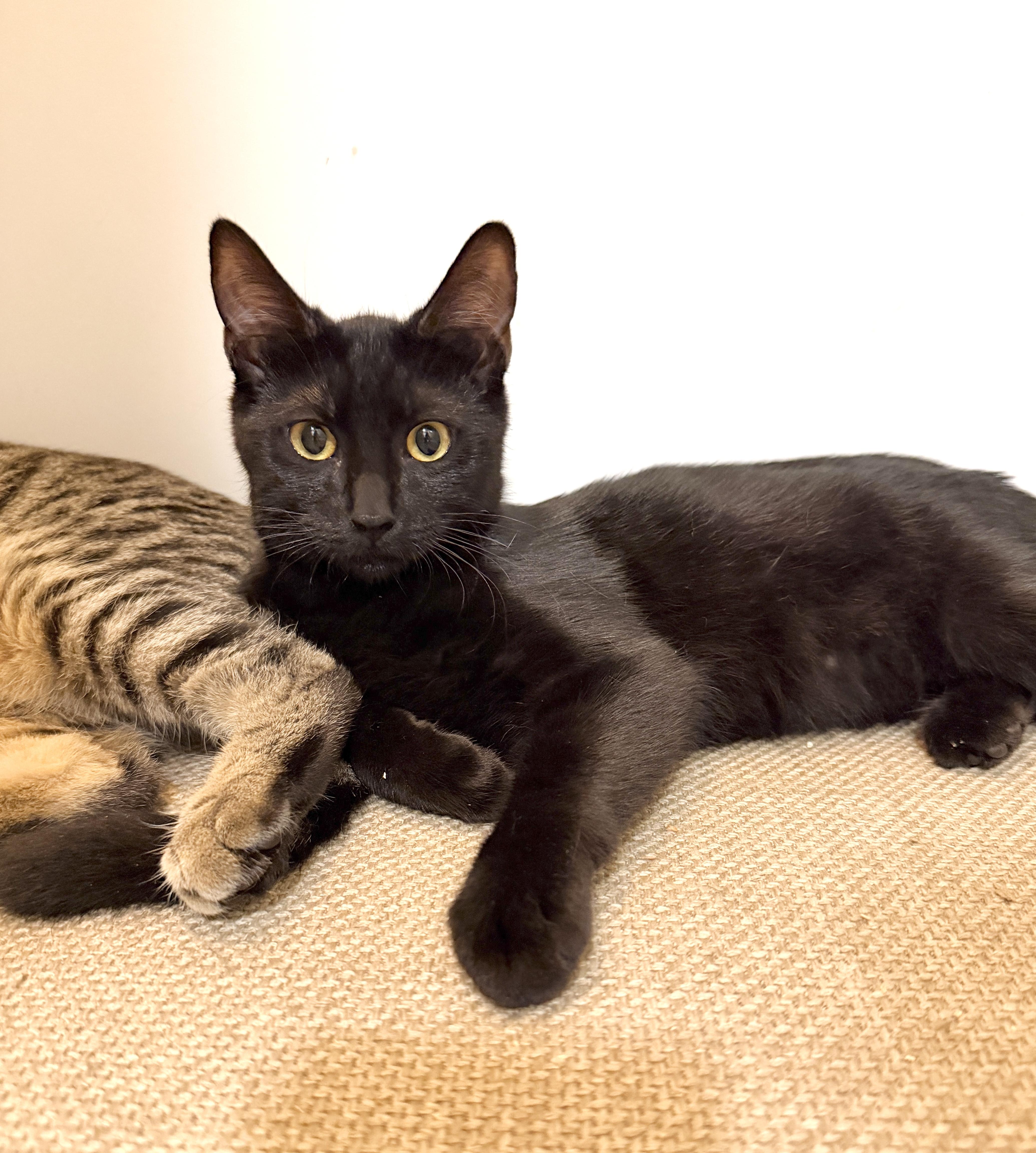 Velvet, Adoptable, Young Female Domestic Short Hair.