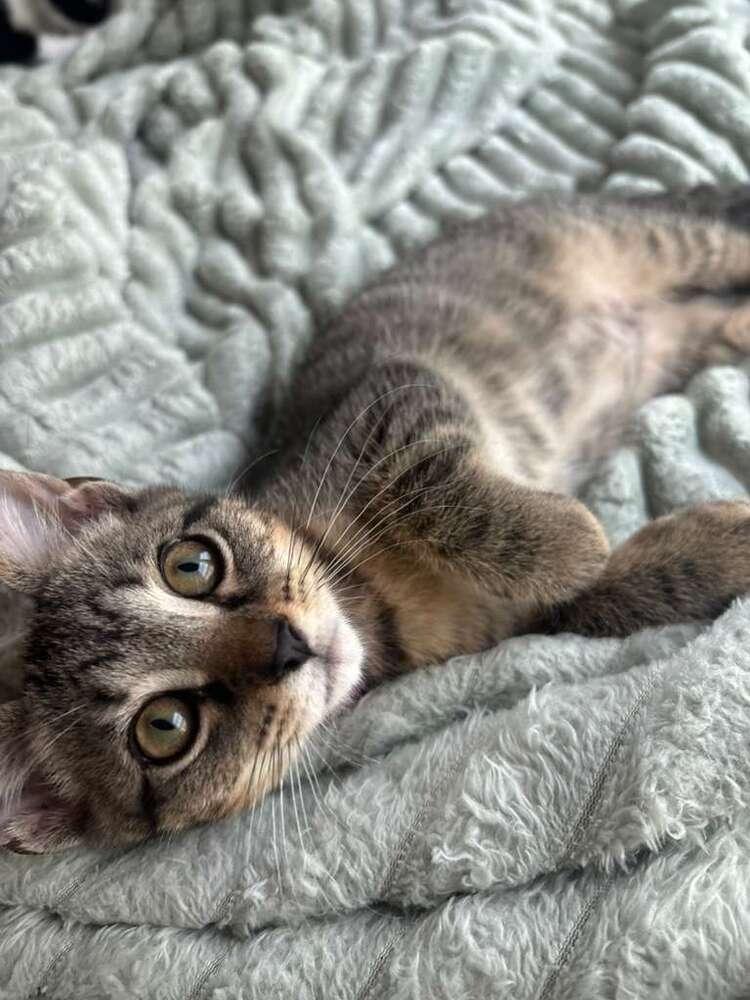 Dumpling, Adoptable, Kitten Female Domestic Short Hair.