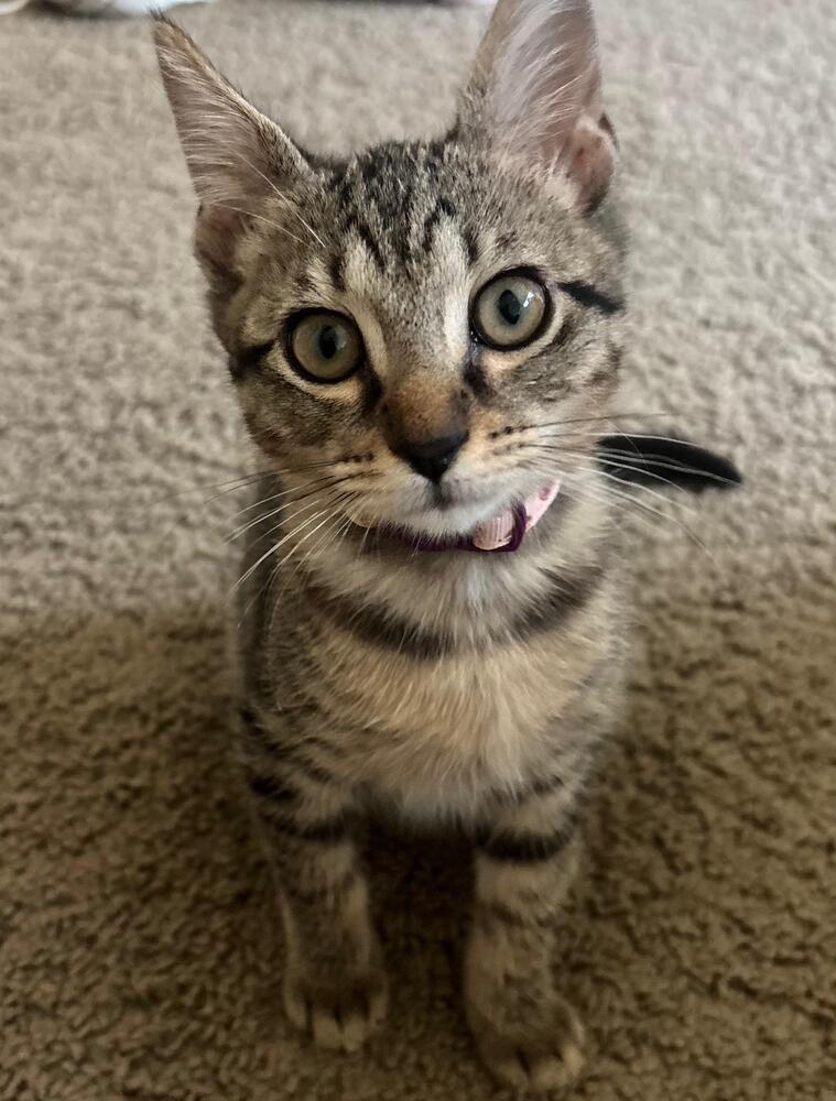 Dumpling, a Adoptable Domestic Short Hair in Orlando, FL image 2/4