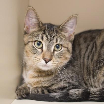 Azalia, Adoptable, Kitten Female Domestic Short Hair & Domestic Short Hair.