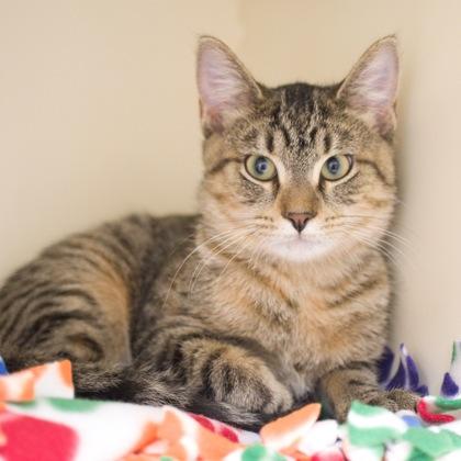 Enlarge Azalia, a Adoptable mixed breed in Verona, WI image 2/2