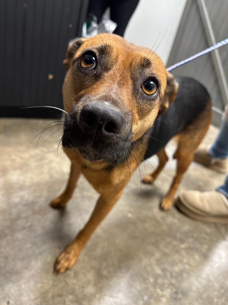 Enlarge Little Girl, a Adoptable Mixed Breed in Jonesboro, AR image 1/6