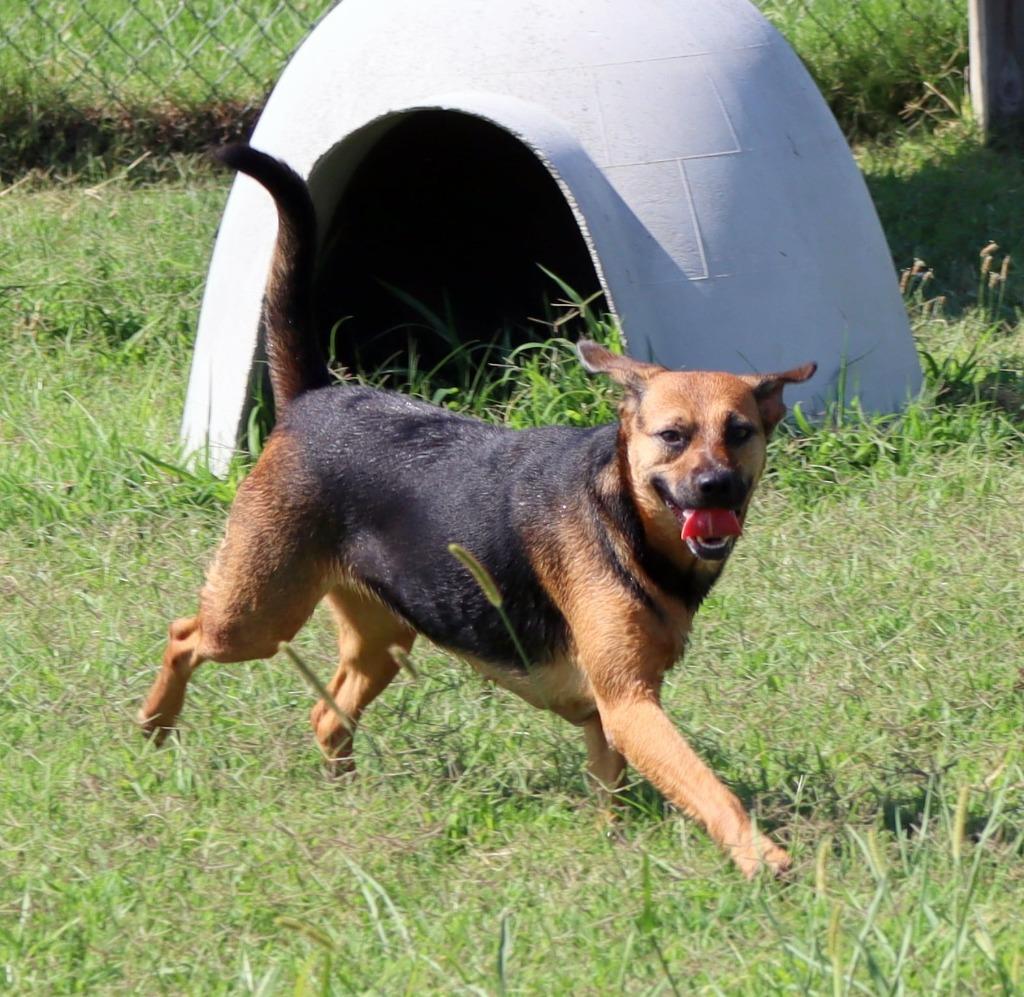 Enlarge Little Girl, a Adoptable Mixed Breed in Jonesboro, AR image 2/6