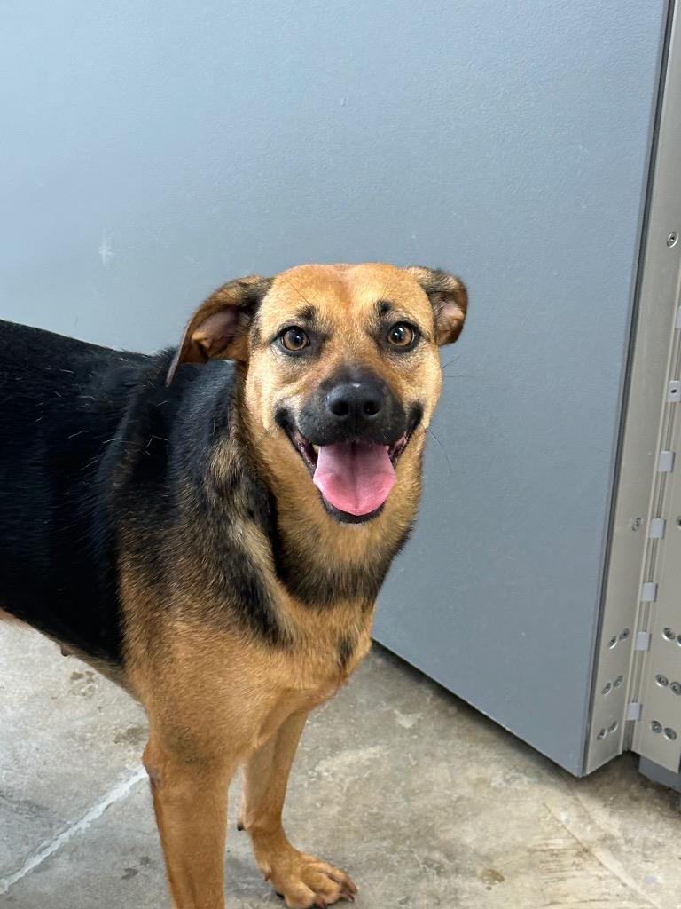 Little Girl, a Adoptable Mixed Breed in Jonesboro, AR image 1/2