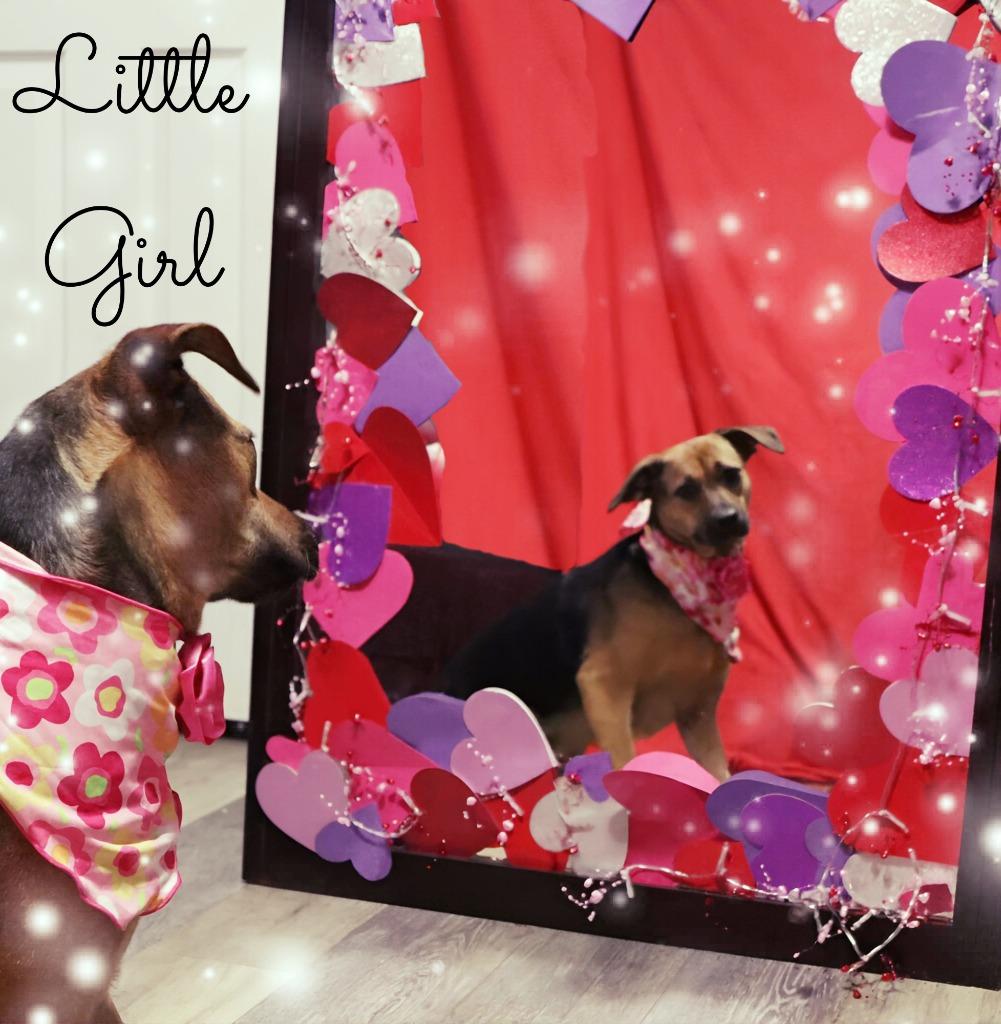 Enlarge Little Girl, a Adoptable Mixed Breed in Jonesboro, AR image 4/6
