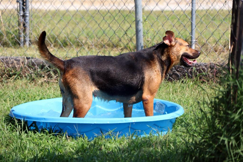 Enlarge Little Girl, a Adoptable Mixed Breed in Jonesboro, AR image 5/6