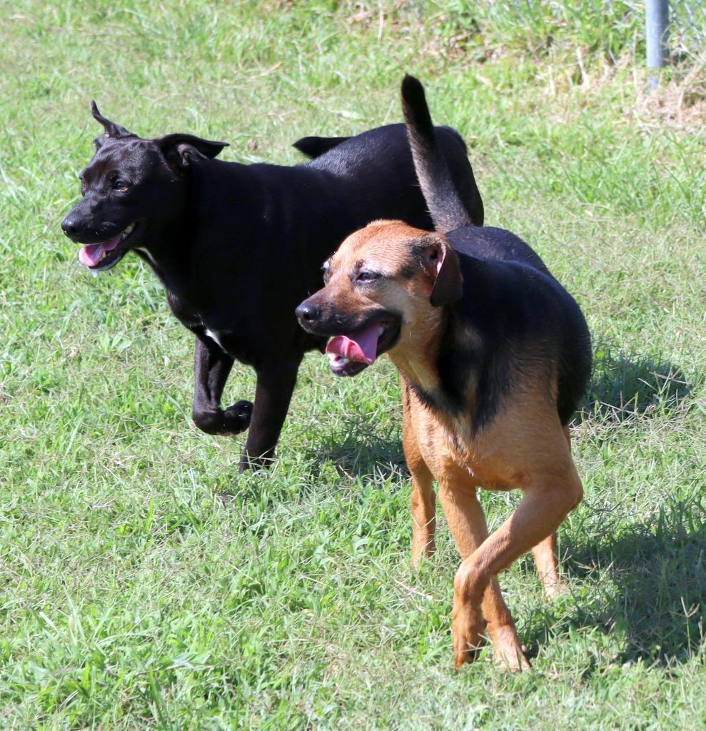 Enlarge Little Girl, a Adoptable Mixed Breed in Jonesboro, AR image 6/6