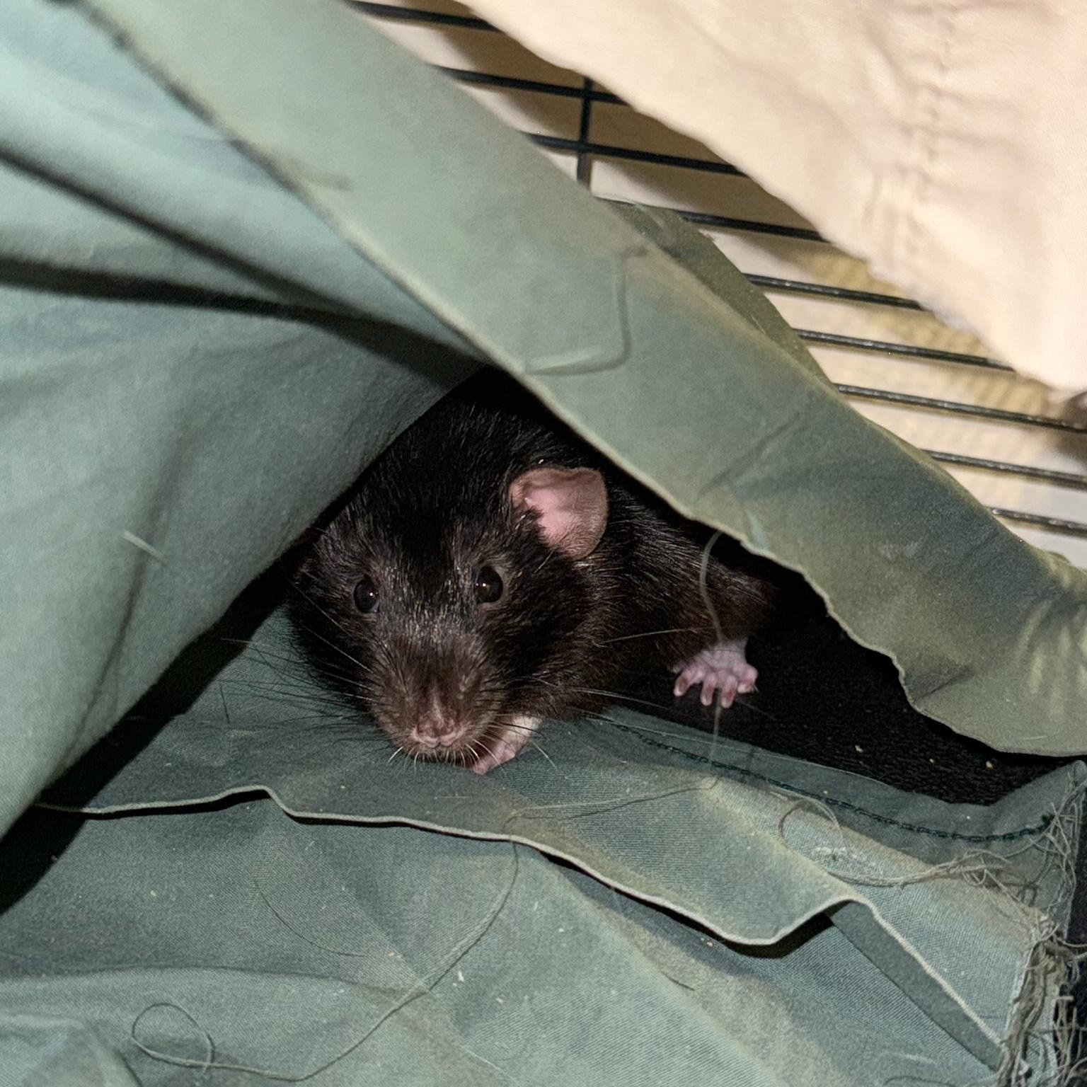 Enlarge Sanaa and Aviva, a Adoptable Rat in Scottsdale, AZ image 2/6