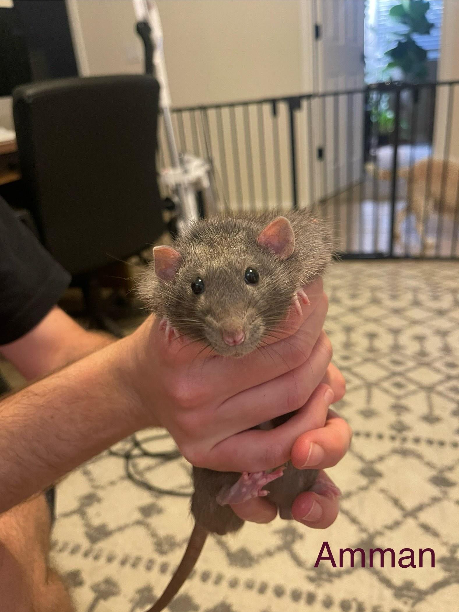 Enlarge Sanaa and Aviva, a Adoptable Rat in Scottsdale, AZ image 3/6