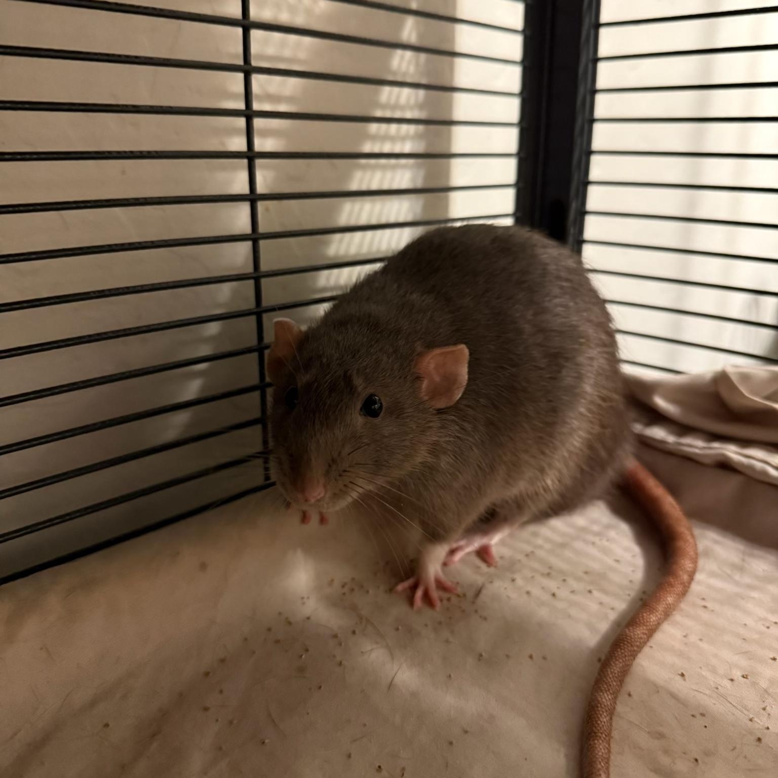 Enlarge Sanaa and Aviva, a Adoptable Rat in Scottsdale, AZ image 4/6