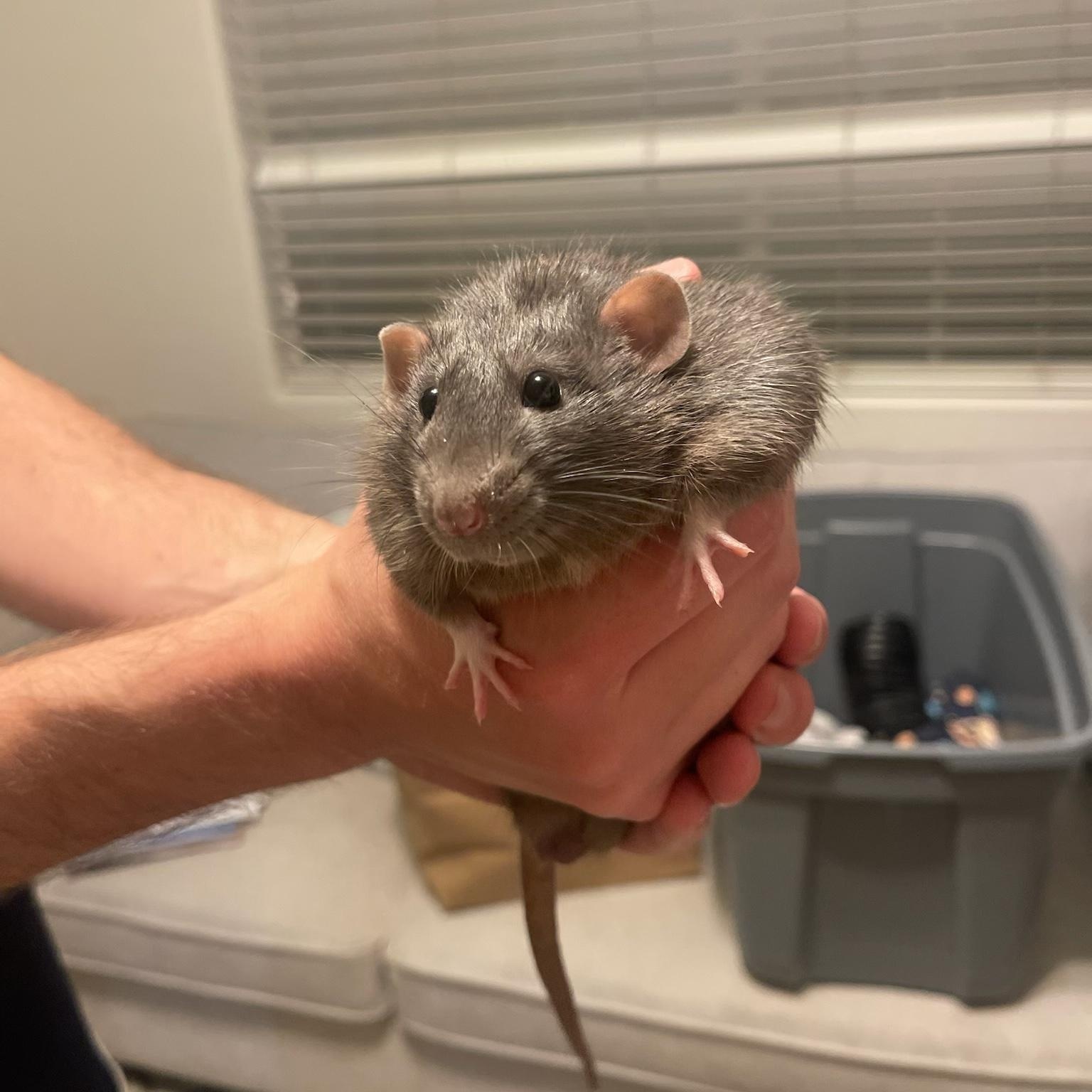 Enlarge Sanaa and Aviva, a Adoptable Rat in Scottsdale, AZ image 5/6