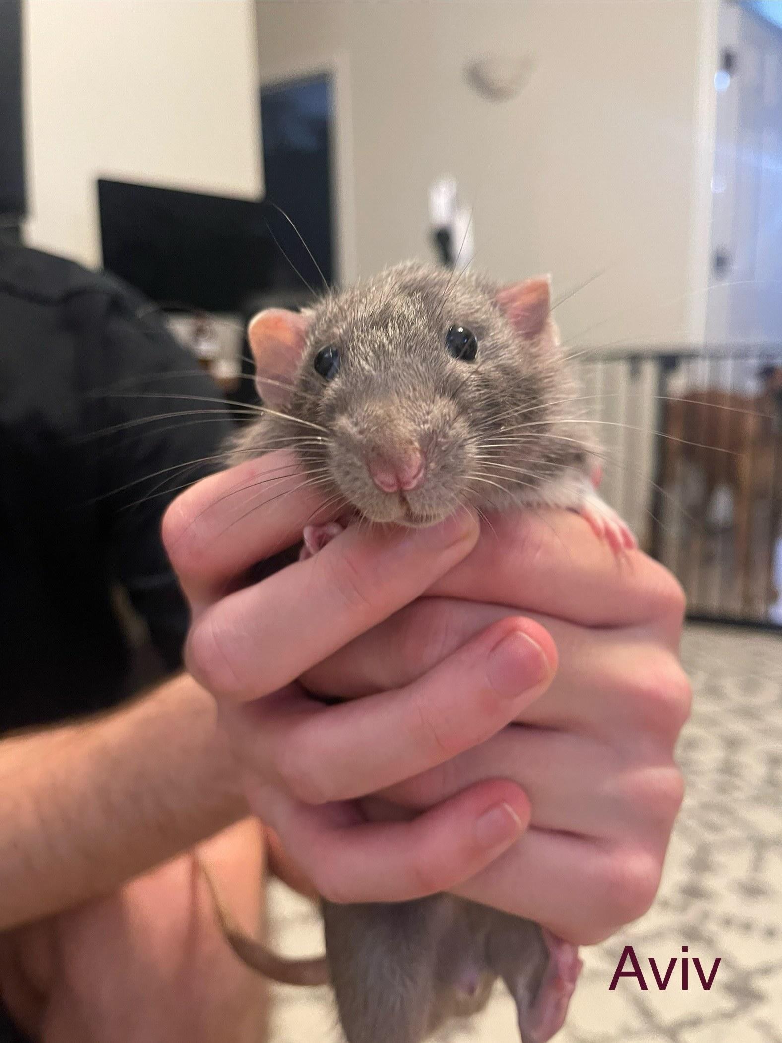 Enlarge Sanaa and Aviva, a Adoptable Rat in Scottsdale, AZ image 6/6