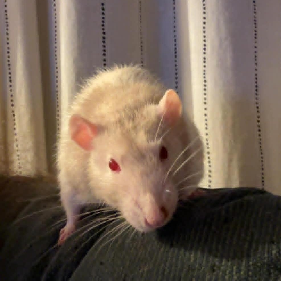 Marshmallow, adoptable, Senior Male Rat.