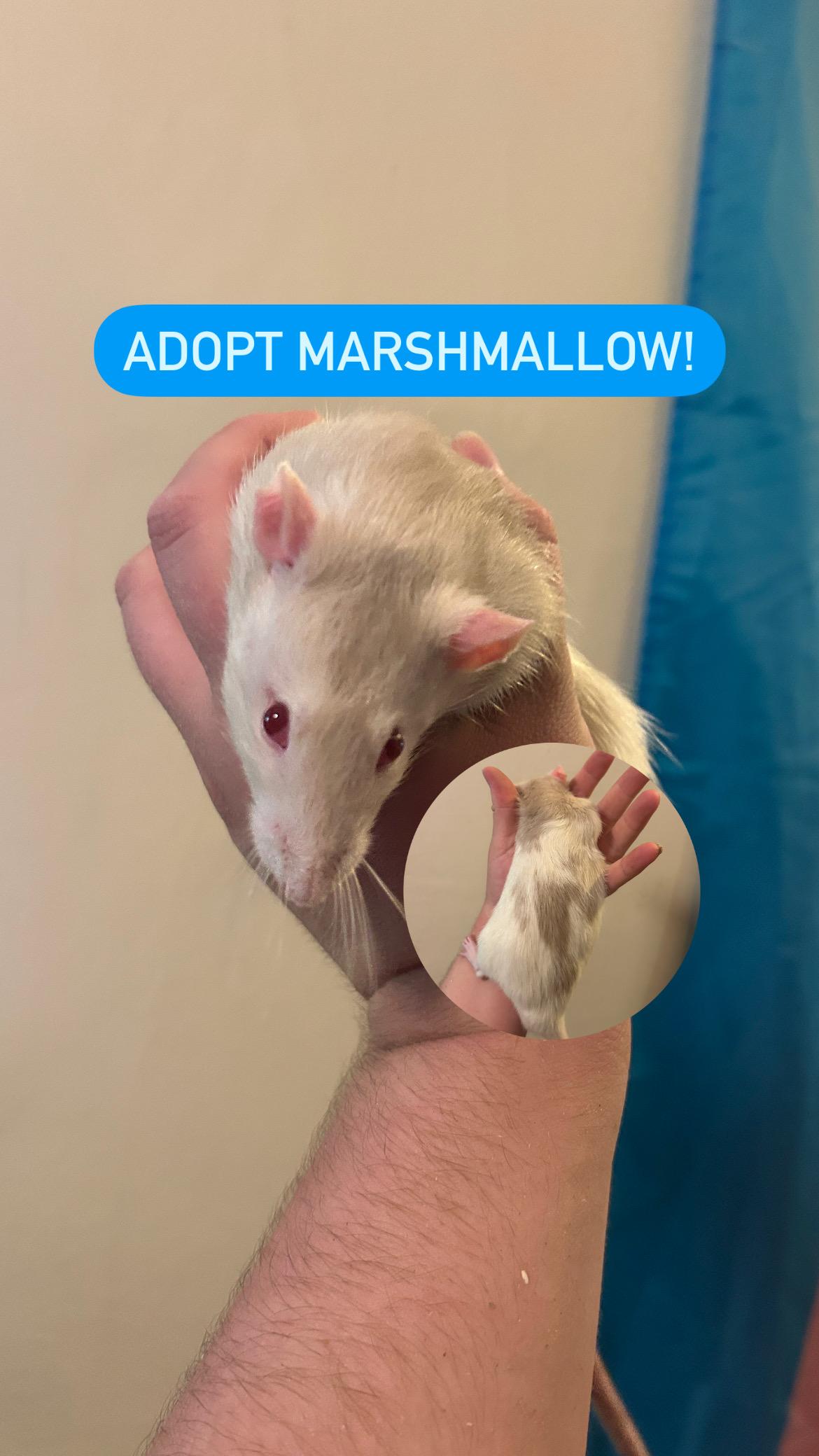 Marshmallow, adoptable, Adult Male Rat.