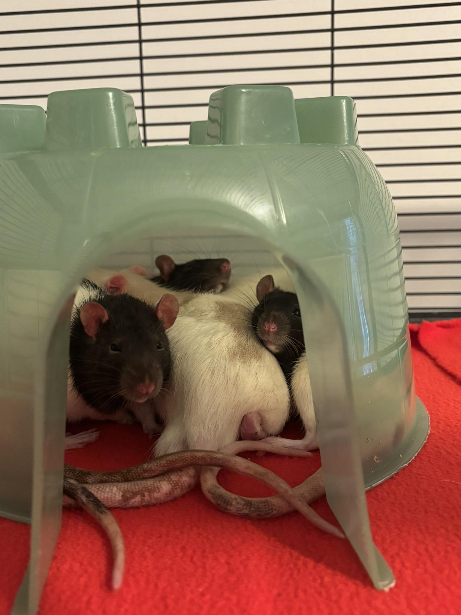 Enlarge Marshmallow, an adoptable Rat in Saint Paul, MN image 2/3