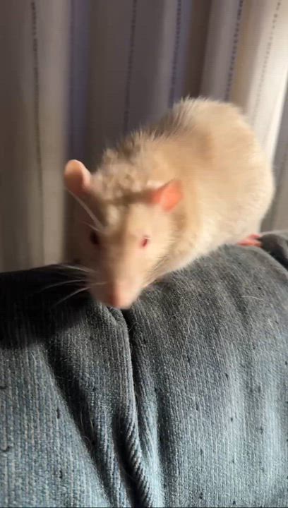 Enlarge Marshmallow, an adoptable Rat in Saint Paul, MN video 2/5