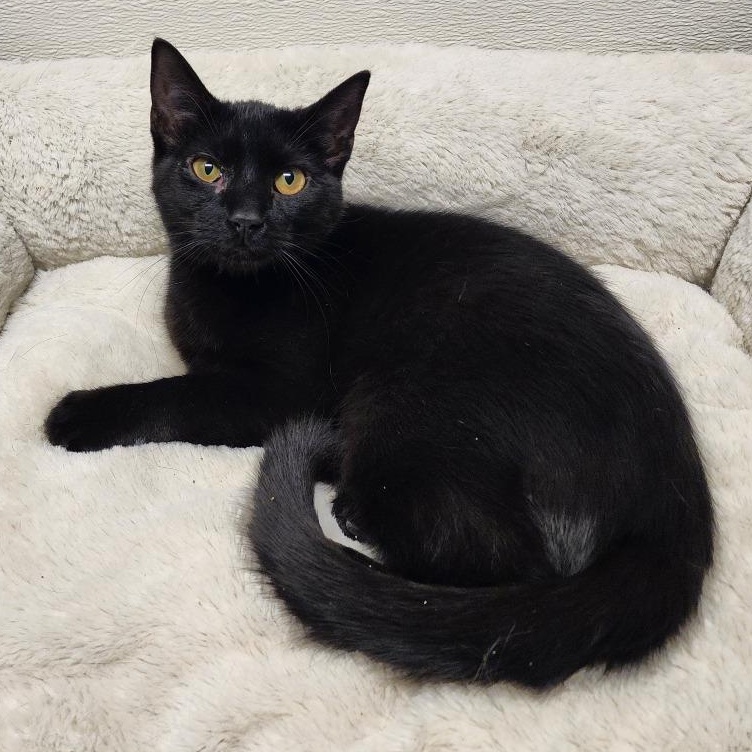 Enlarge Onyx, a Adoptable mixed breed in Greensboro, NC image 1/6