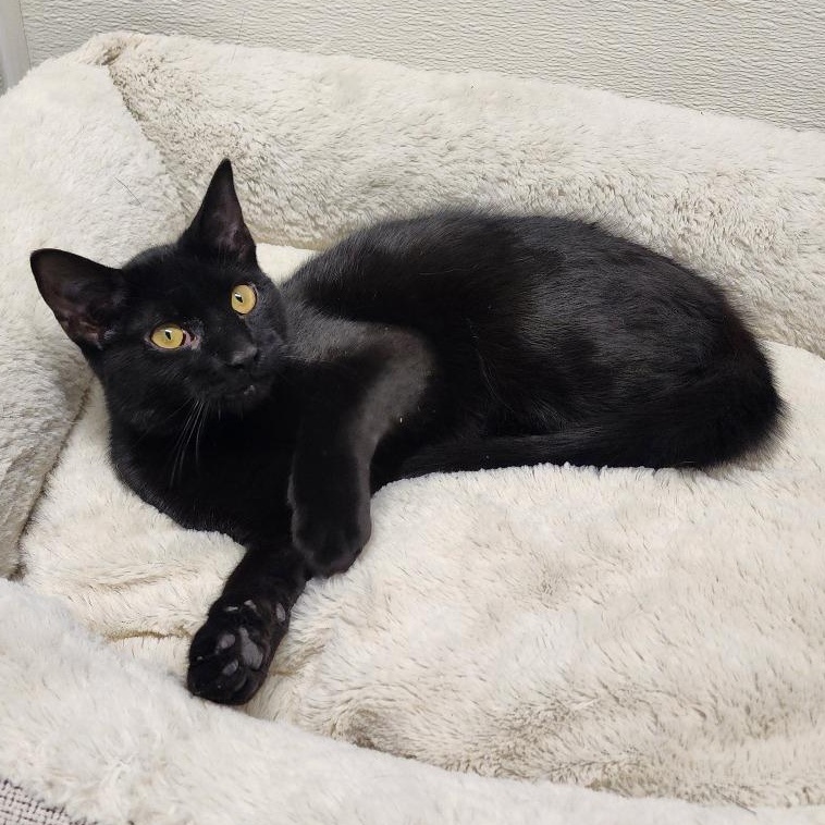 Enlarge Onyx, a Adoptable mixed breed in Greensboro, NC image 4/6