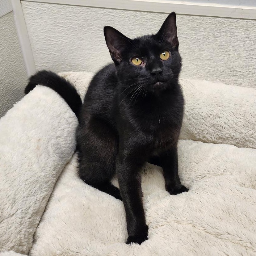 Enlarge Onyx, a Adoptable mixed breed in Greensboro, NC image 3/6