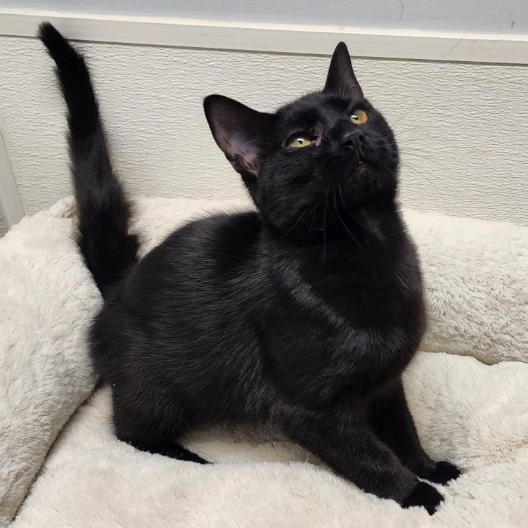 Enlarge Onyx, a Adoptable mixed breed in Greensboro, NC image 6/6