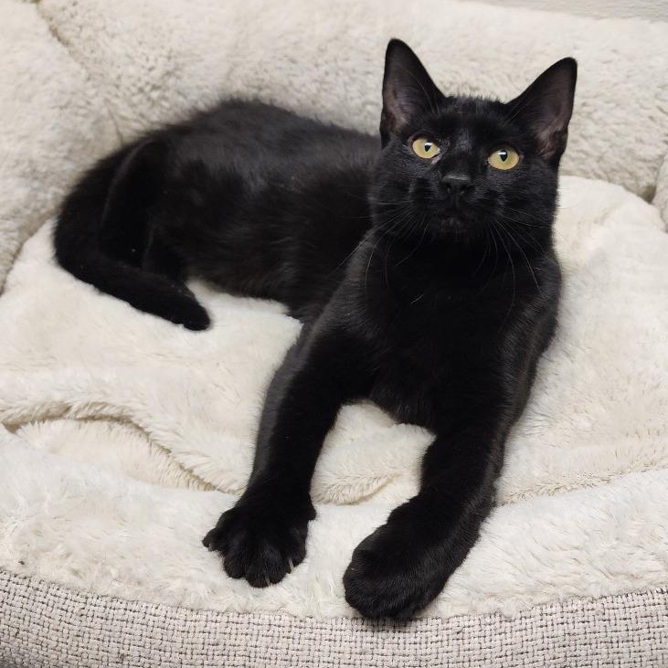 Enlarge Onyx, a Adoptable mixed breed in Greensboro, NC image 5/6