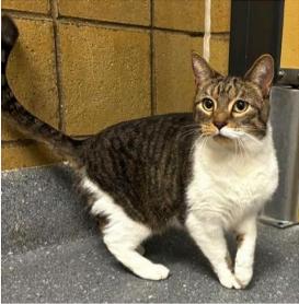Momo, Adoptable, Adult Female Domestic Short Hair.