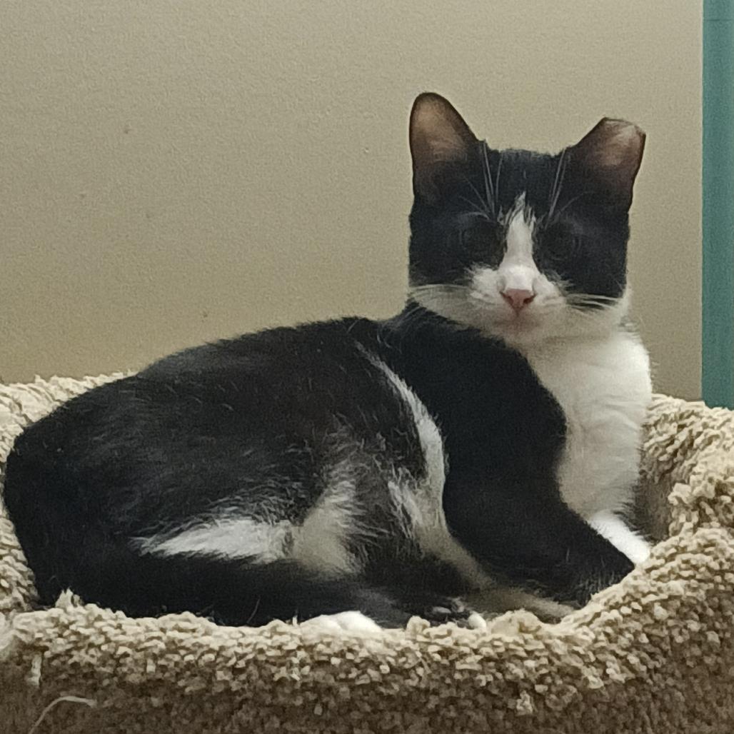 Enlarge Hope Llanos (bonded w/Joy Llanos), a Adoptable Domestic Short Hair in Merrifield, VA image 1/2
