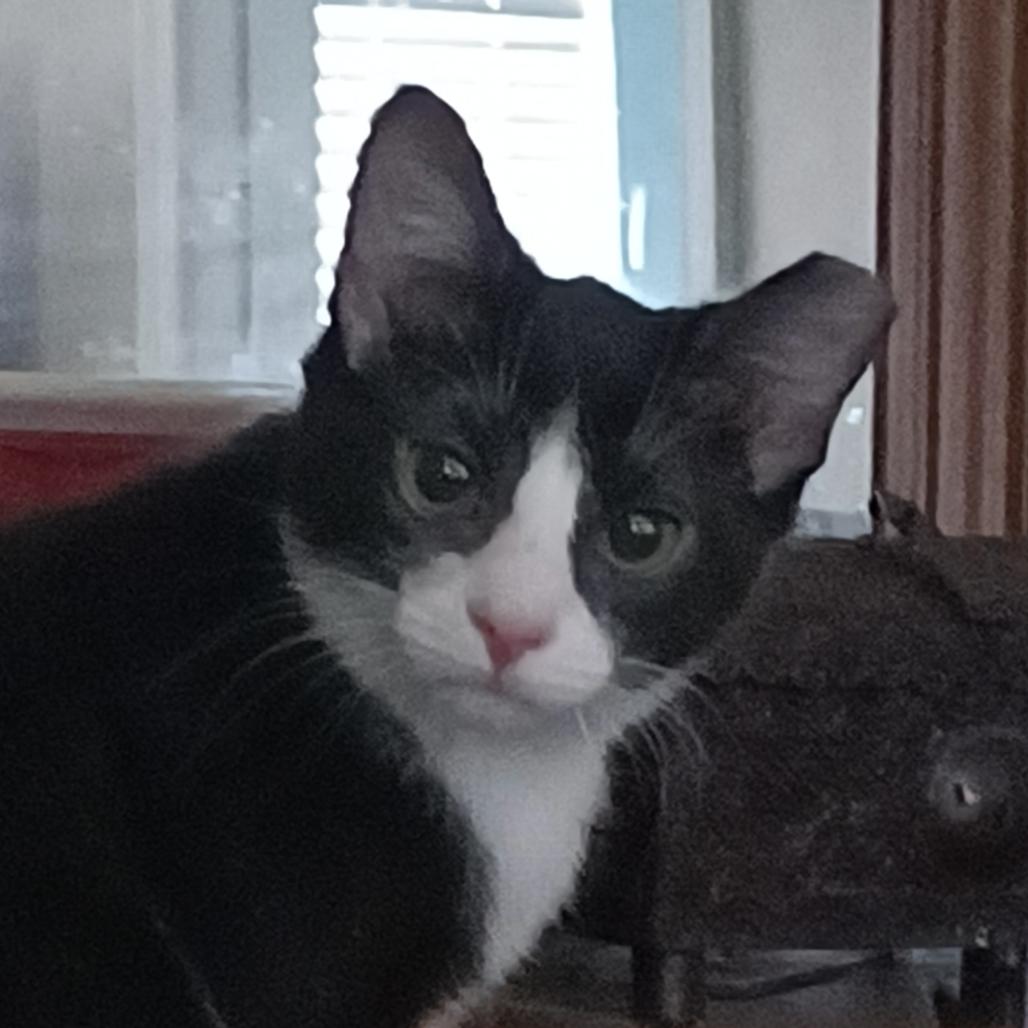 Enlarge Hope Llanos (bonded w/Joy Llanos), a Adoptable Domestic Short Hair in Merrifield, VA image 2/2